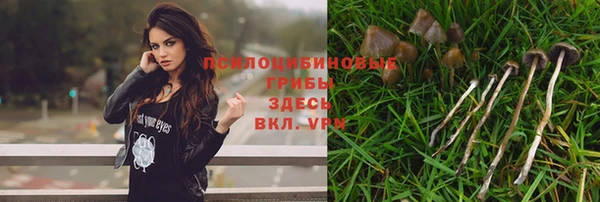 прущие грибы Баксан